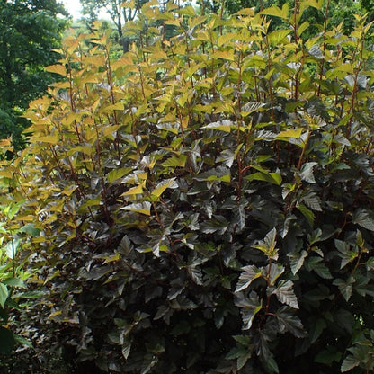 Physocarpus opulifolius Summer Wine