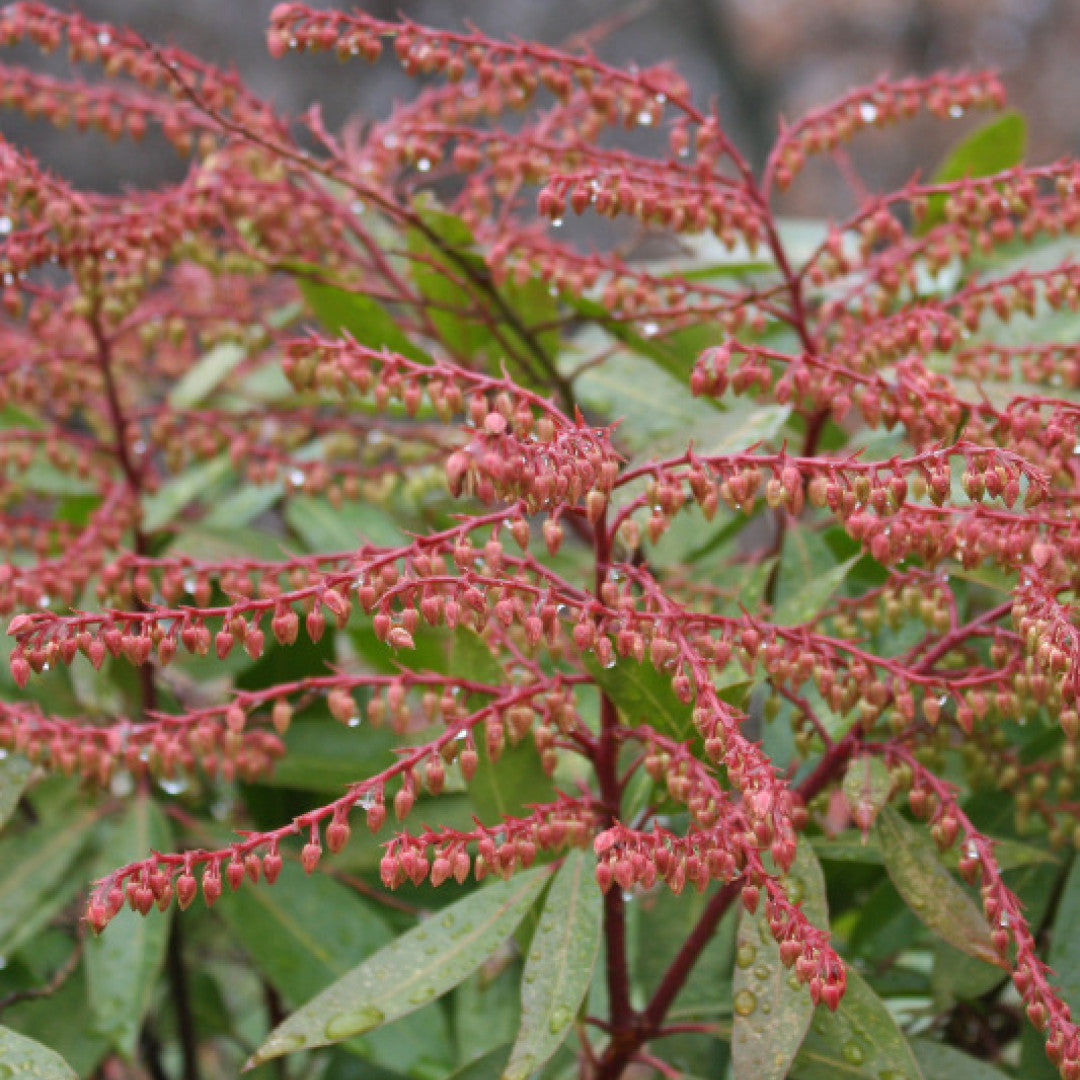 Pieris 'Brouwers Beauty'