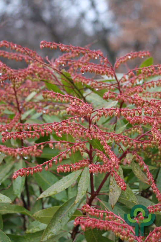 Pieris 'Brouwers Beauty'