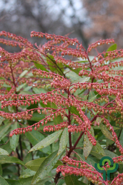Pieris 'Brouwers Beauty'