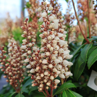 Pieris japonica 'Bonfire'