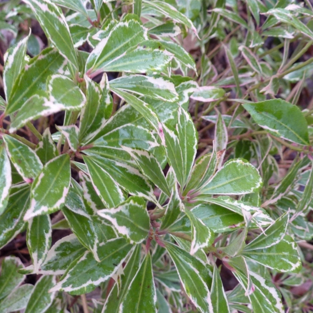 Pieris japonica 'Carnaval'