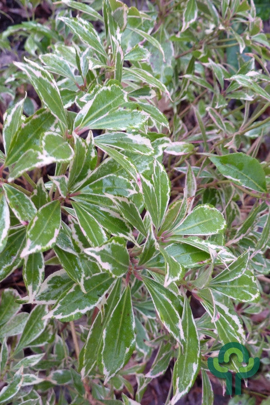 Pieris japonica 'Carnaval'