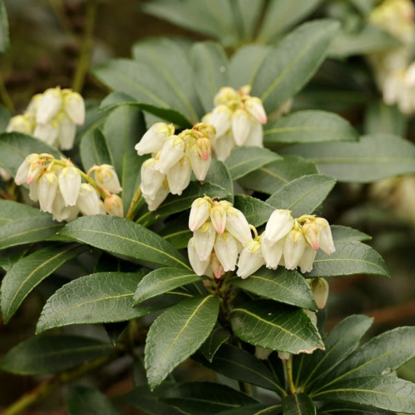 Pieris japonica 'Debutante'