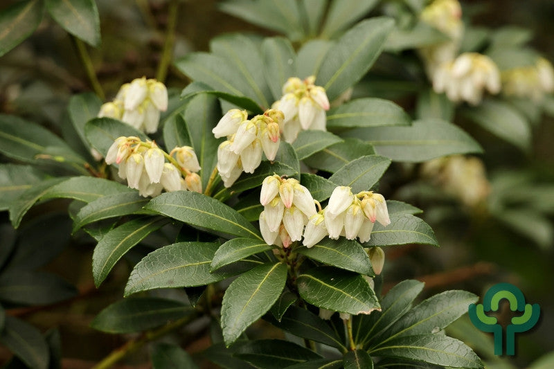 Pieris japonica 'Debutante'