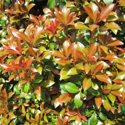 Pieris japonica 'Little Heath Green'