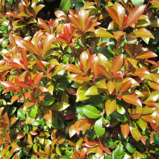 Pieris japonica 'Little Heath Green'