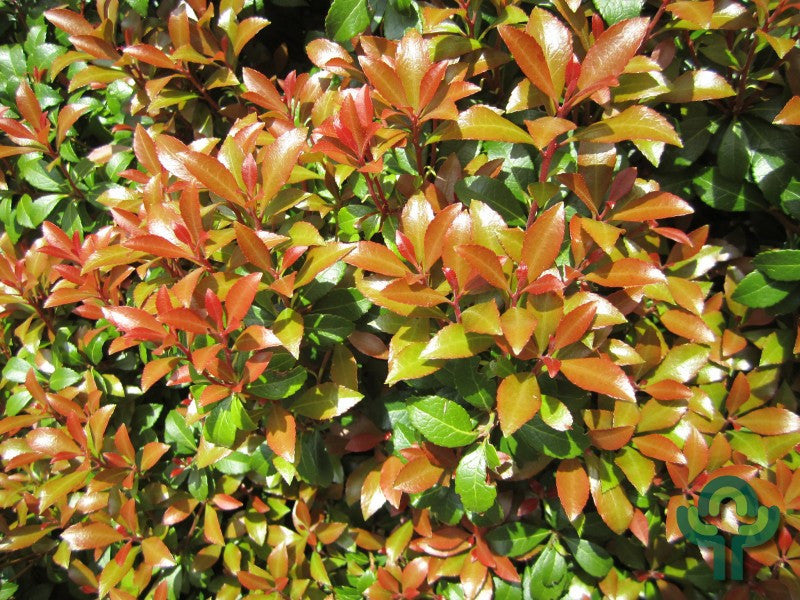 Pieris japonica 'Little Heath Green'