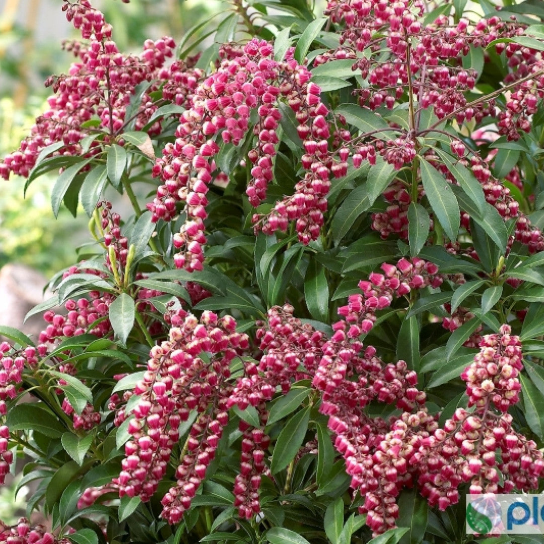 Pieris japonica 'Passion'