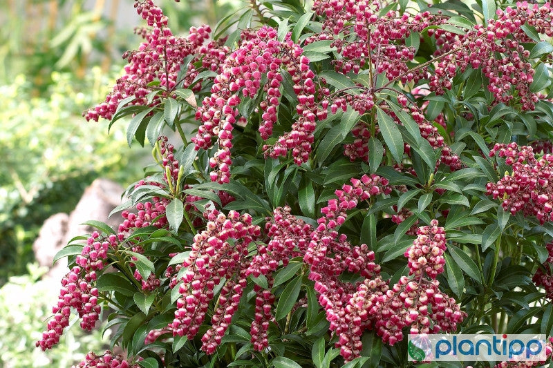 Pieris japonica 'Passion'