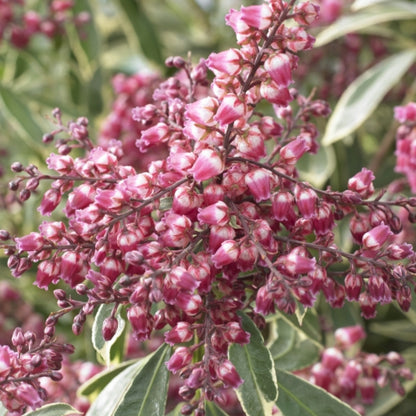 Pieris japonica 'Polar Passion'