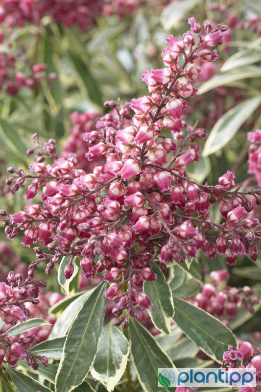 Pieris japonica 'Polar Passion'