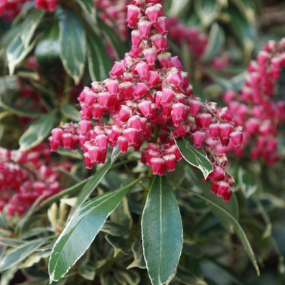 Pieris japonica 'Ralto'