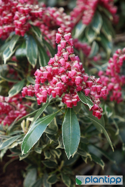 Pieris japonica 'Ralto'
