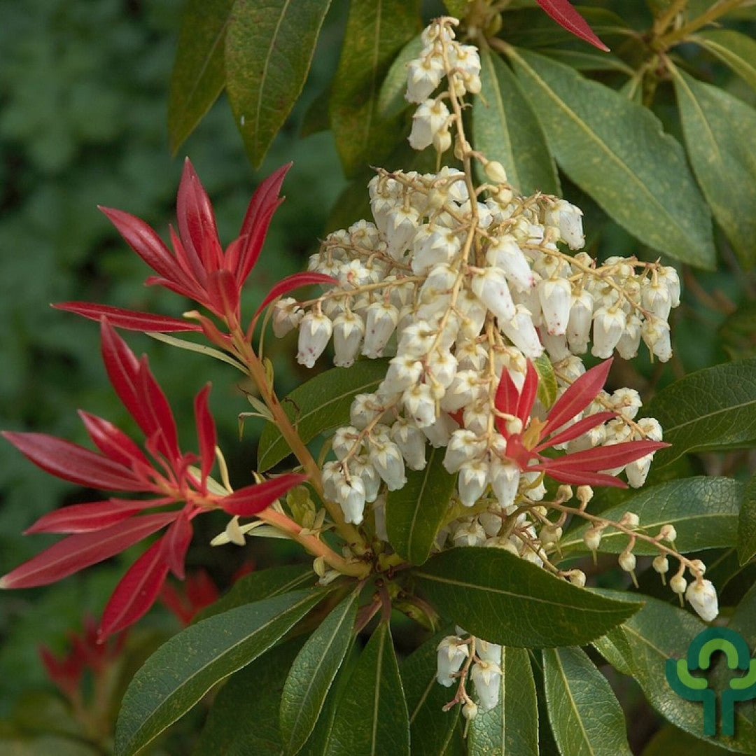 Pieris 'Forest Flame'