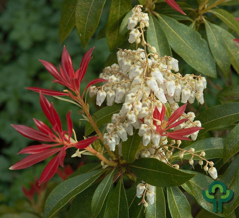 Pieris 'Forest Flame'
