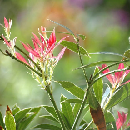 Pieris 'Flaming Silver'