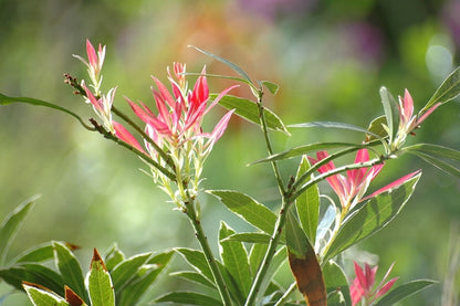 Pieris 'Flaming Silver'