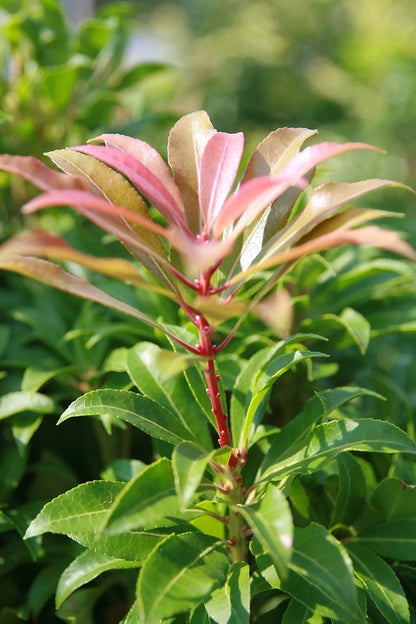Pieris japonica 'Mountain Fire'