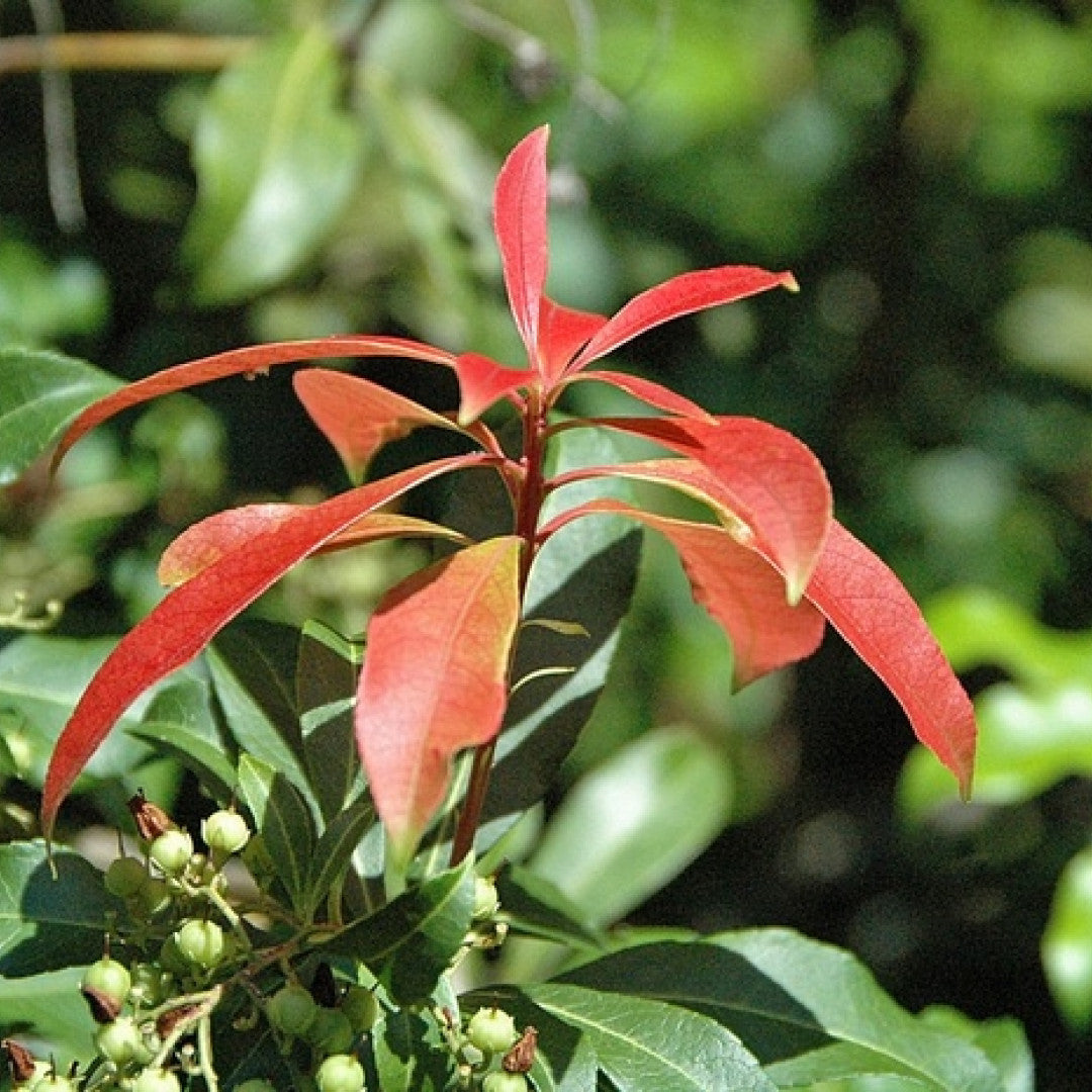 Pieris japonica 'Red Mill'