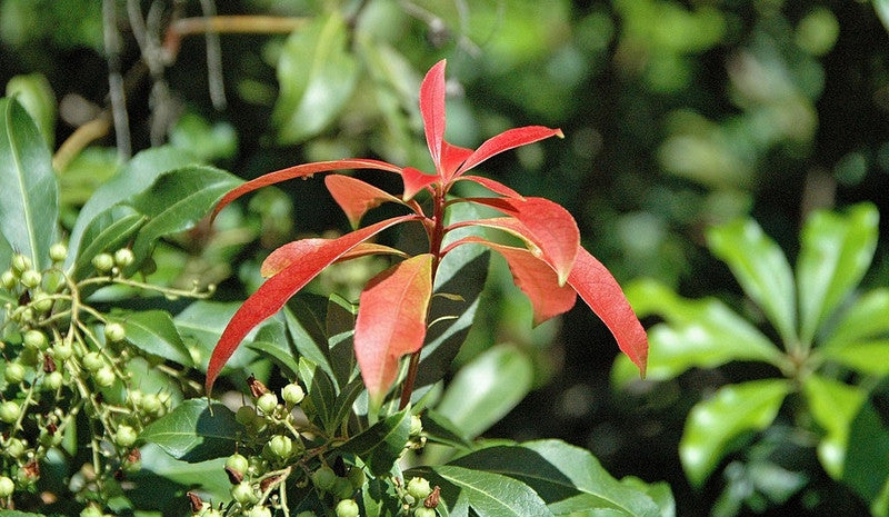 Pieris japonica 'Red Mill'