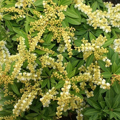 Pieris japonica 'Sarabande'