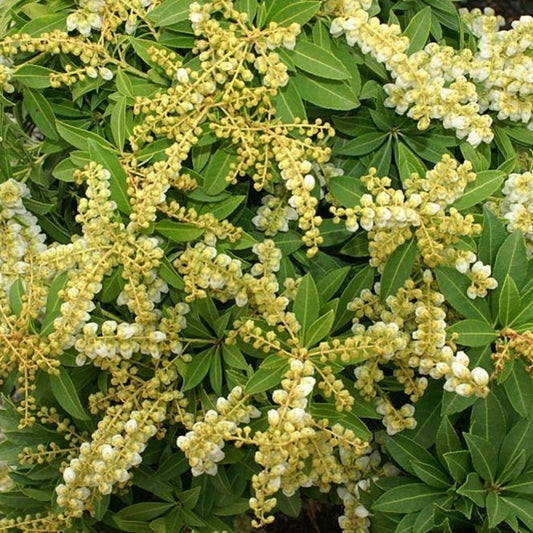 Pieris japonica 'Sarabande'