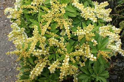 Pieris japonica 'Sarabande'