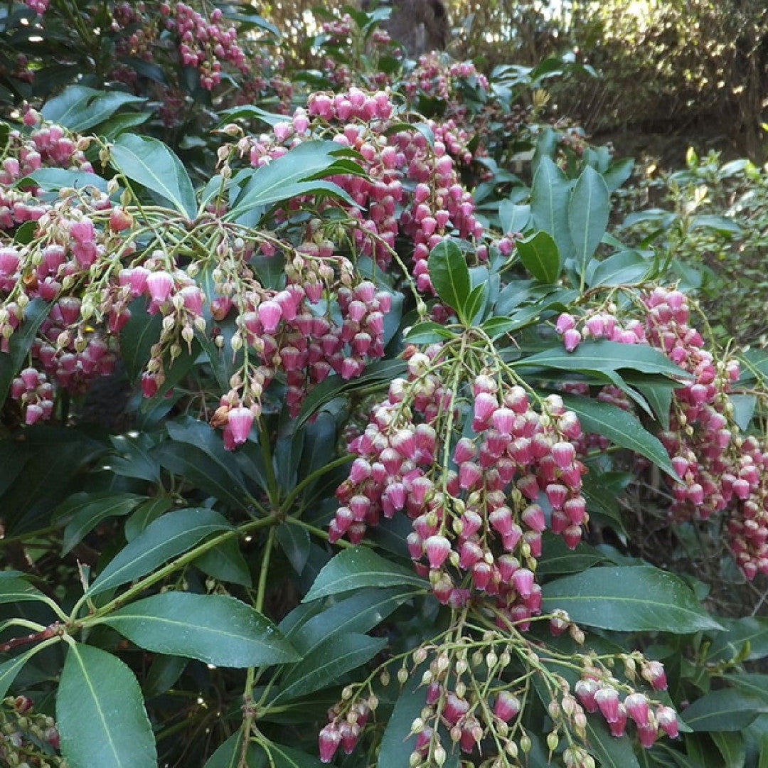 Pieris japonica 'Valley Valentine'