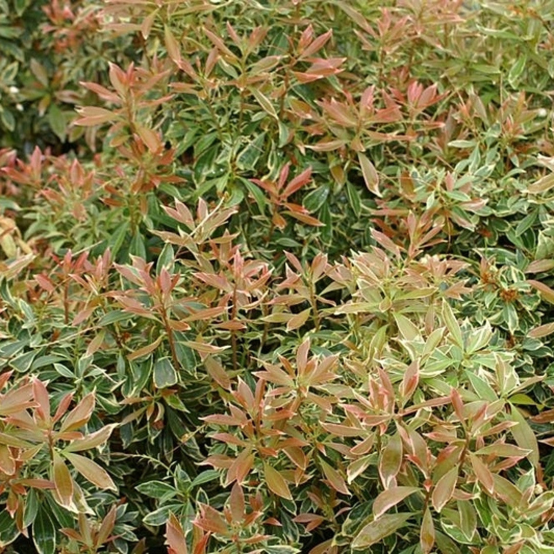 Pieris japonica 'Variegata'