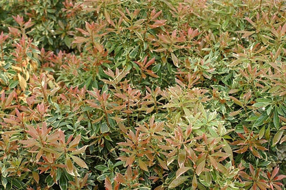 Pieris japonica 'Variegata'