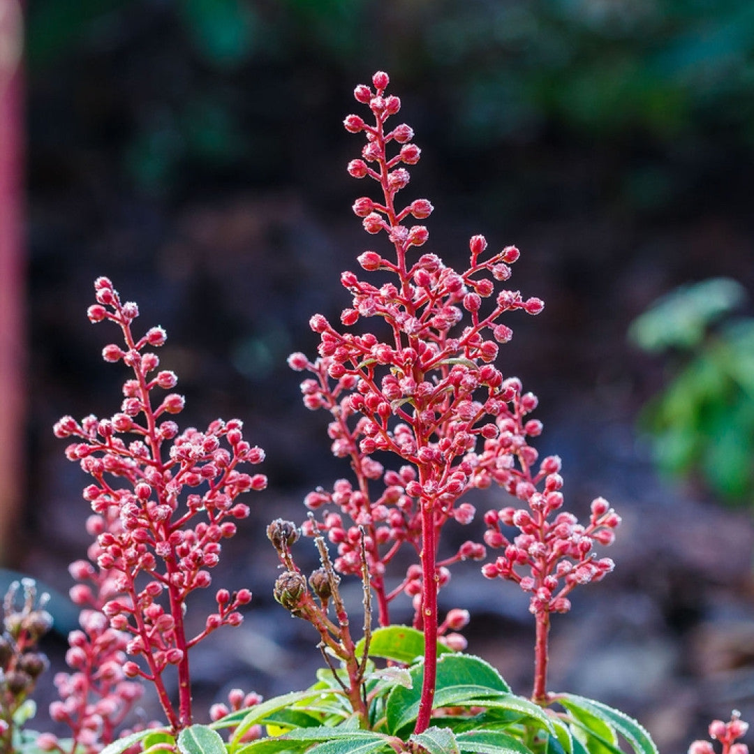 Pieris japonica 'Bonfire'