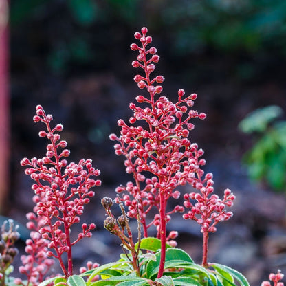 Pieris japonica 'Bonfire'