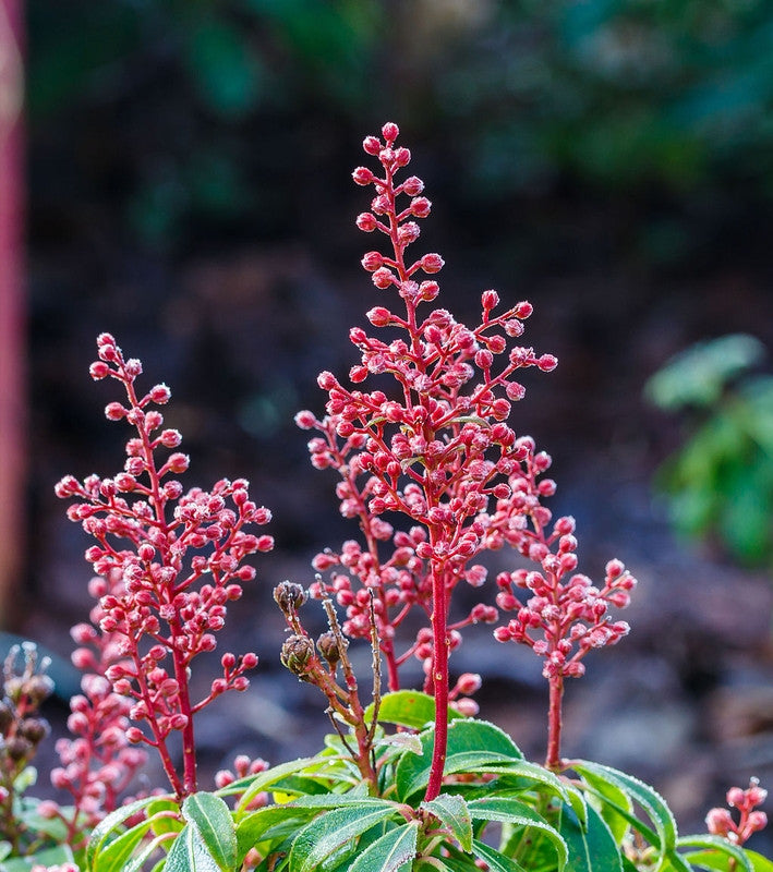 Pieris japonica 'Bonfire'