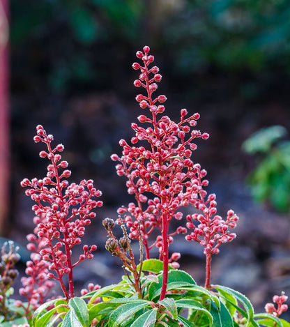 Pieris japonica 'Bonfire'