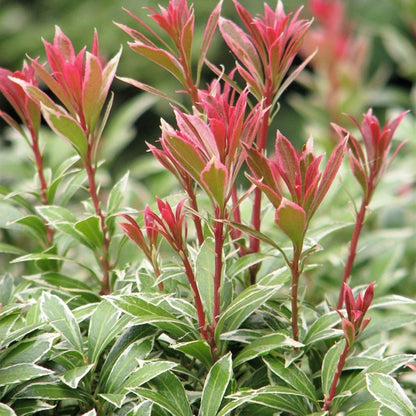 Pieris japonica 'Little Heath'