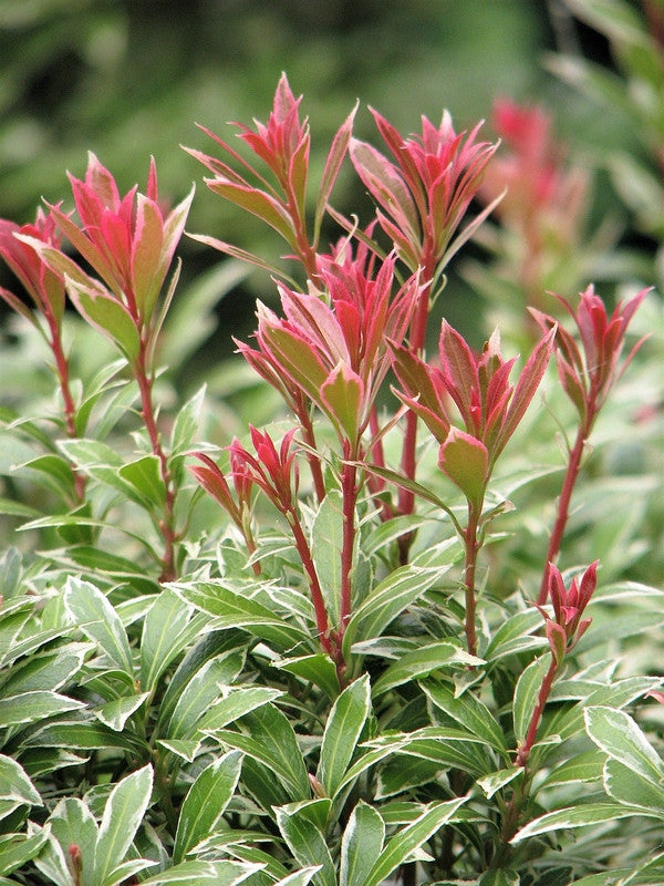 Pieris japonica 'Little Heath'