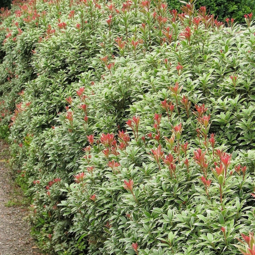 Pieris japonica 'Little Heath'