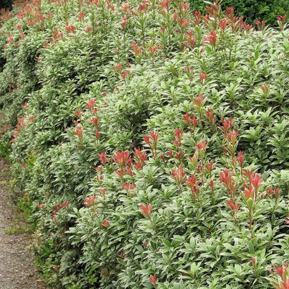 Pieris japonica 'Little Heath'