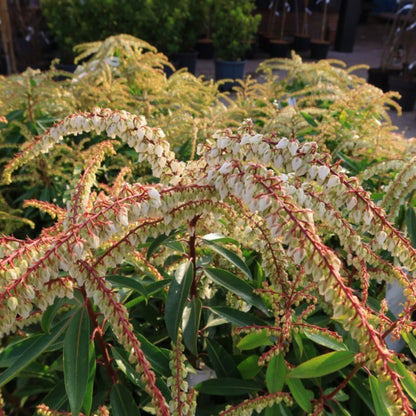 Pieris 'Brouwers Beauty'