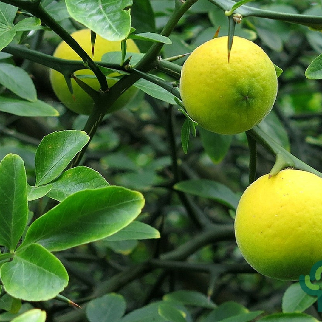 Poncirus trifoliata
