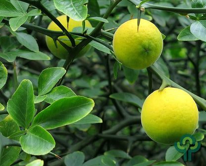Poncirus trifoliata