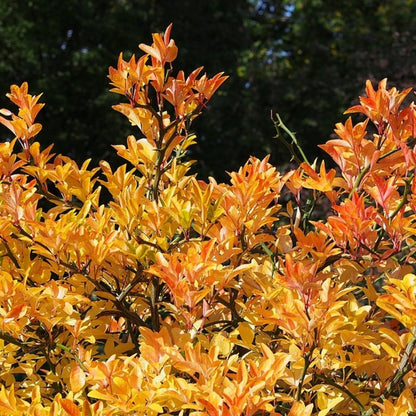 Poncirus trifoliata