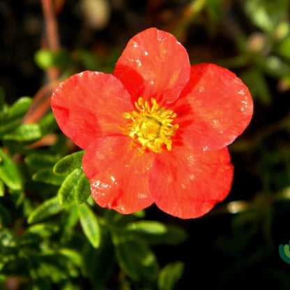 Potentilla fruticosa Marian Red Robin