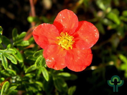 Potentilla fruticosa Marian Red Robin