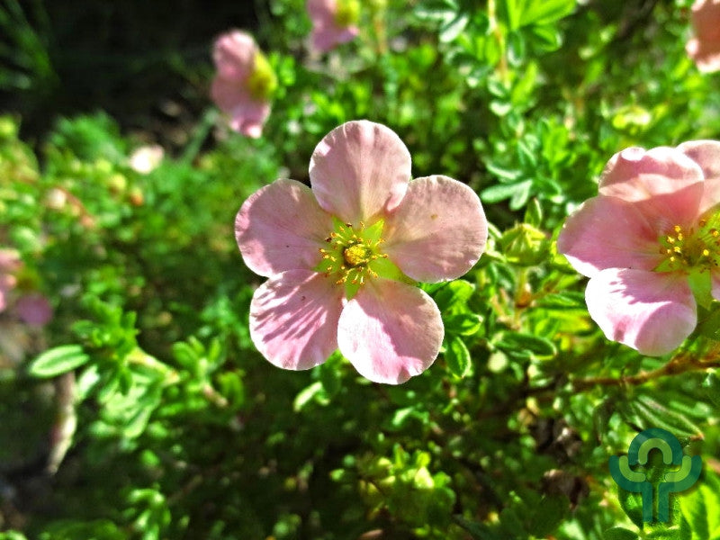 Potentilla fruticosa 'Pink Queen'