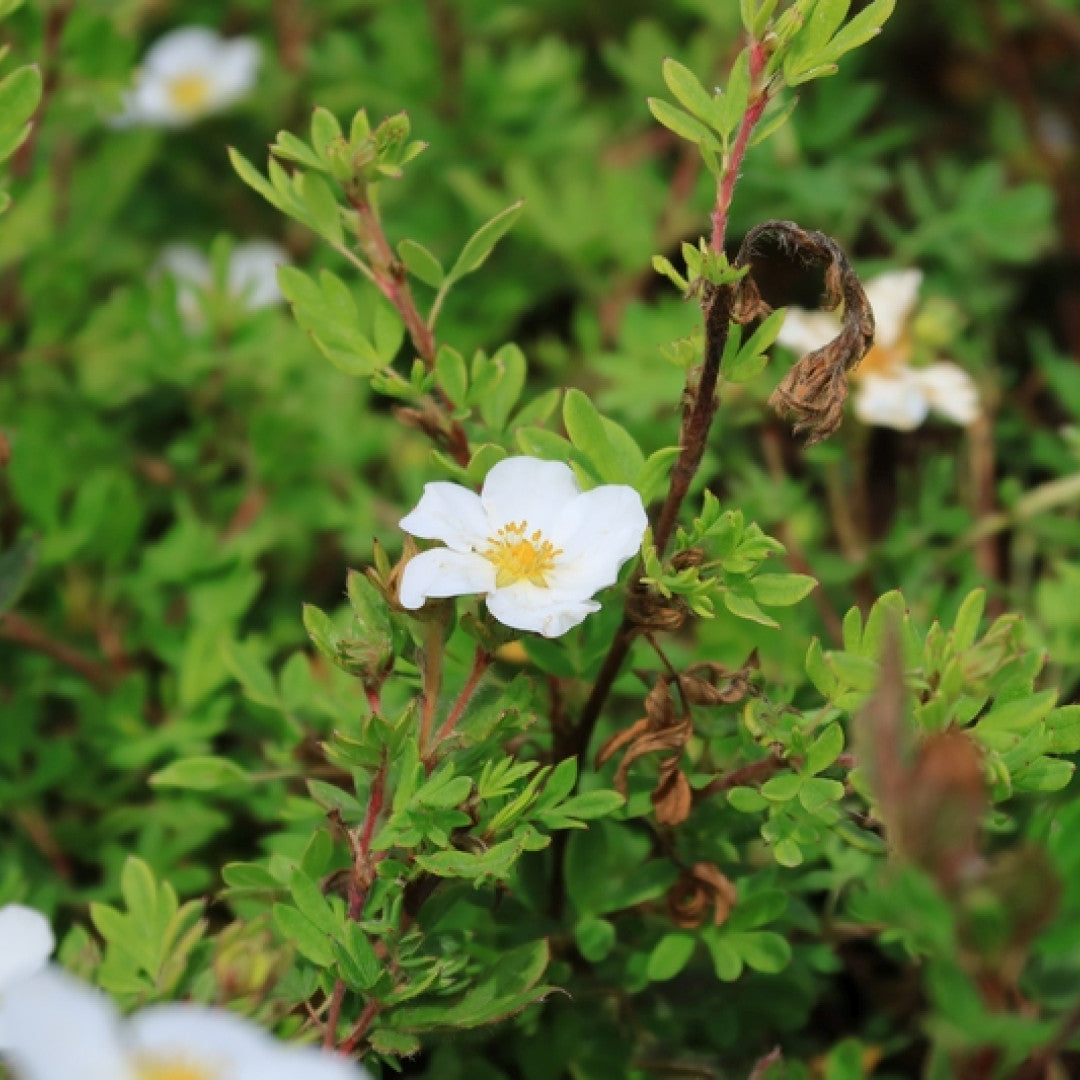 Potentilla fruticosa 'Abbotswood'