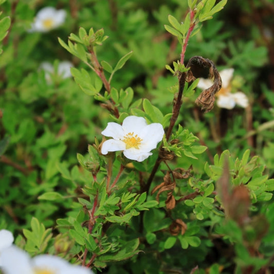 Potentilla fruticosa 'Abbotswood'