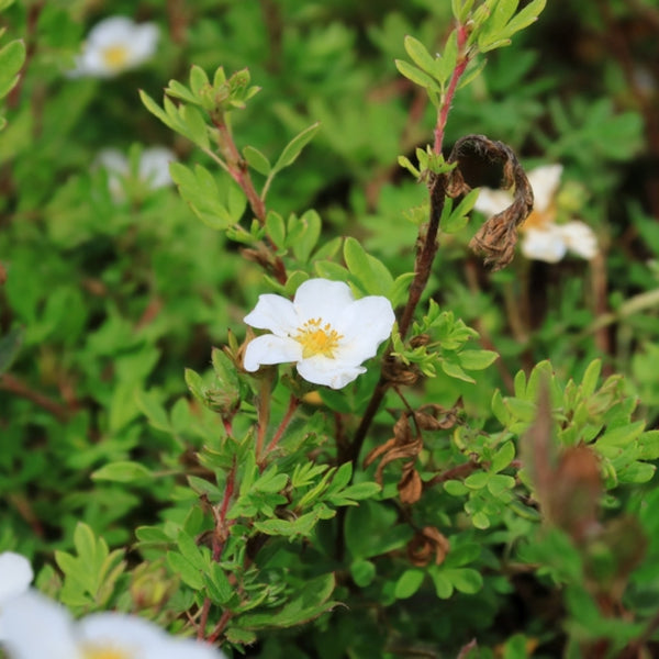 Potentilla fruticosa 'Abbotswood'