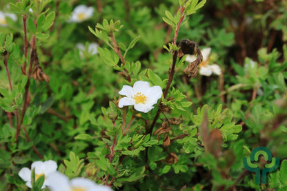 Potentilla fruticosa 'Abbotswood'